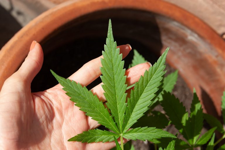 Legalisierung des Cannabiskonsums – Auswirkungen auf Arbeitsverhältnisse