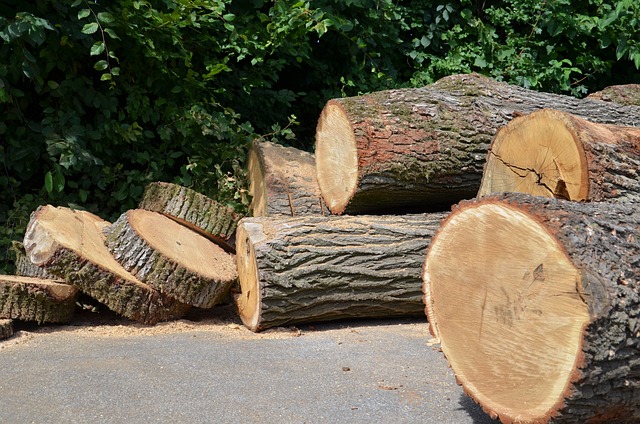 Erfolg bei der EU-Entwaldungsverordnung